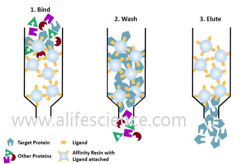 蛋白提取純化的幾種常用方法