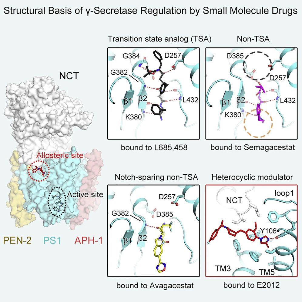 阿爾茲海默癥新突破施一公團(tuán)隊(duì)再解重要蛋白結(jié)構(gòu) 阿爾茲海默癥新突破施一公團(tuán)隊(duì)再解重要蛋白結(jié)構(gòu)