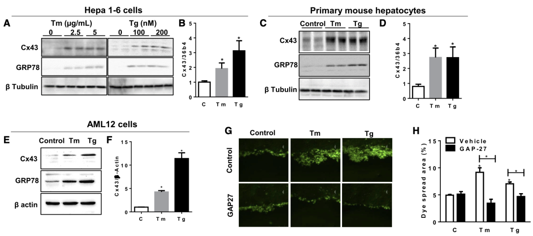 肥胖引起的人體代謝問題 肥胖引起的人體代謝問題