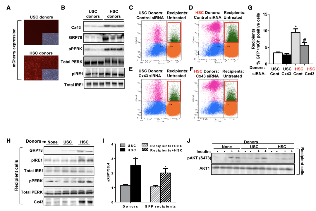 肥胖引起的人體代謝問題 肥胖引起的人體代謝問題