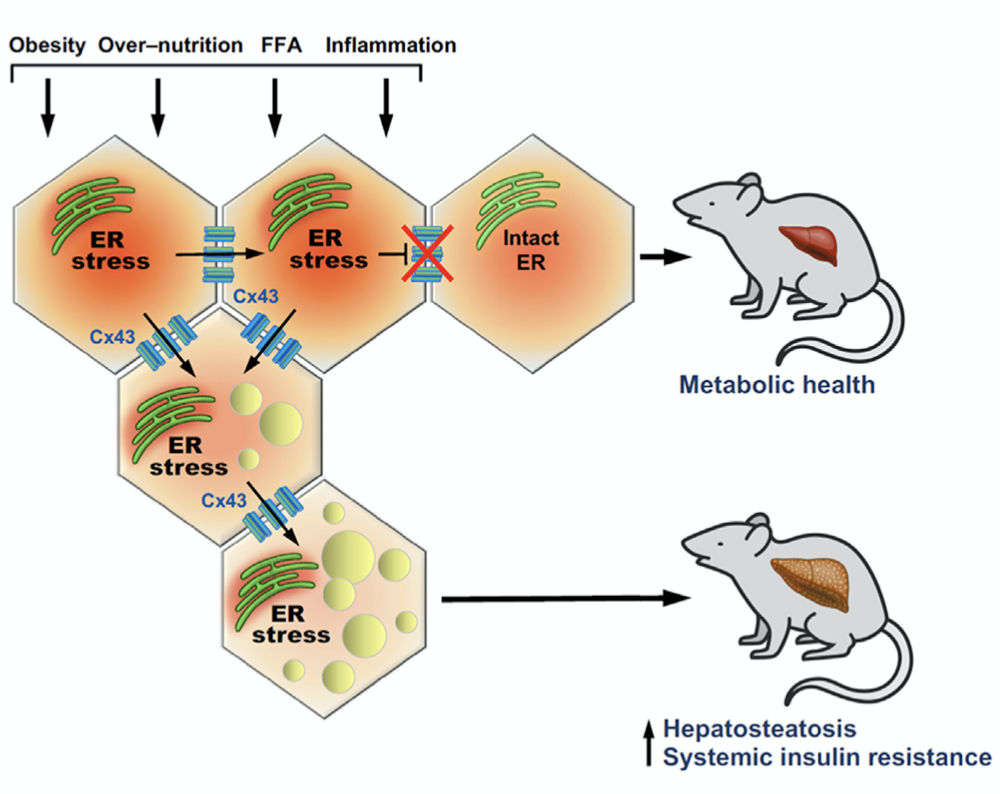 肥胖引起的人體代謝問題 肥胖引起的人體代謝問題