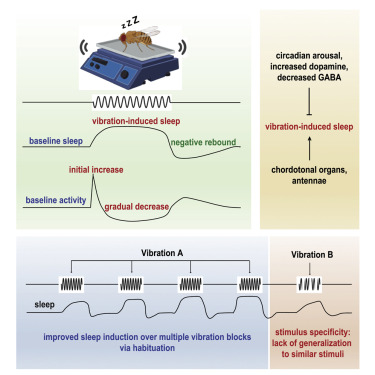 關(guān)于機(jī)械性刺激對果蠅的睡眠誘導(dǎo)研究 關(guān)于機(jī)械性刺激對果蠅的睡眠誘導(dǎo)研究