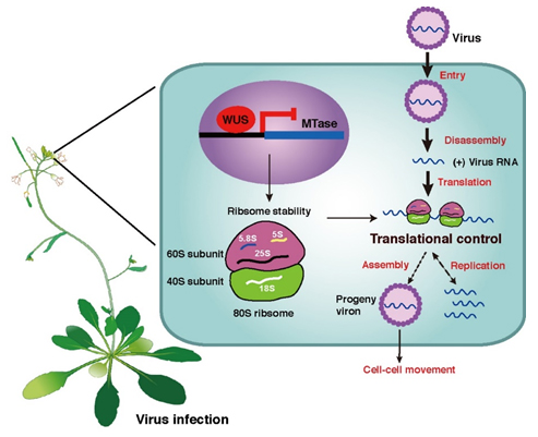 植物干細(xì)胞的先天抗病毒免疫 植物干細(xì)胞的先天抗病毒免疫