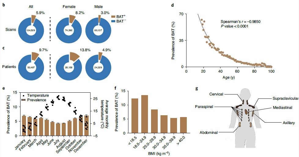 棕色脂肪(BAT)與2型糖尿病、血脂異常、冠狀動脈疾病、腦血管疾病、充血性心力衰竭和高血壓等方面的潛在作用