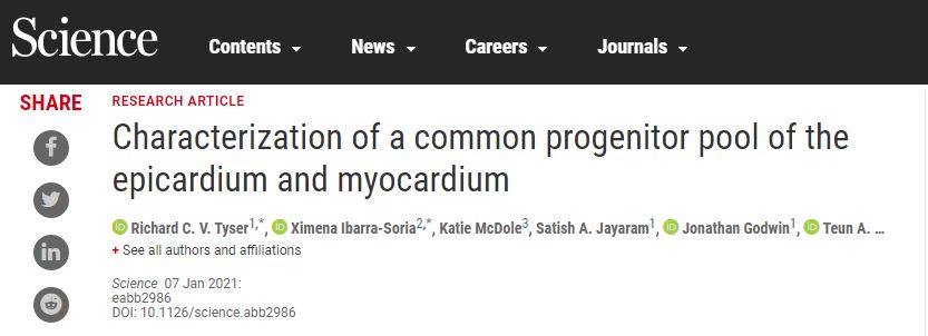 跟蹤早期心臟形成 跟蹤早期心臟形成