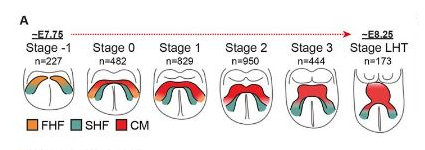 跟蹤早期心臟形成 跟蹤早期心臟形成
