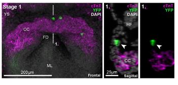 跟蹤早期心臟形成 跟蹤早期心臟形成