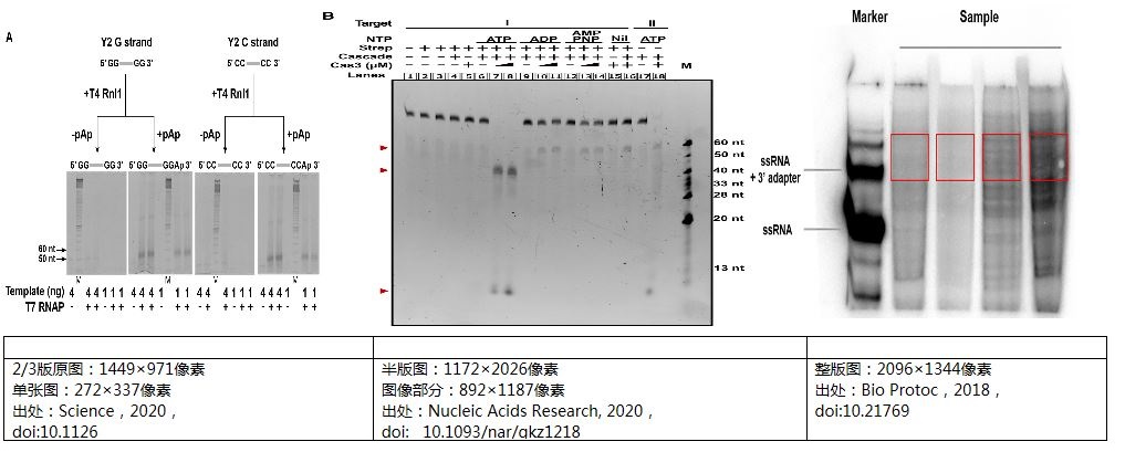 SCI論文電泳凝膠圖像應(yīng)用舉例