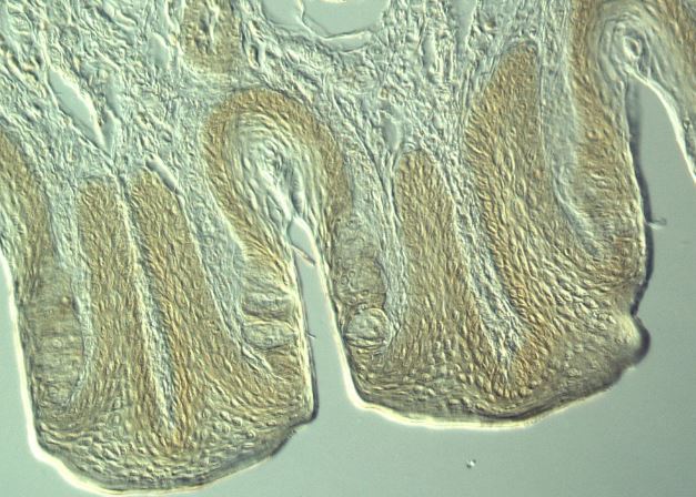 兔子味蕾斷面，微分干涉對比顯微鏡