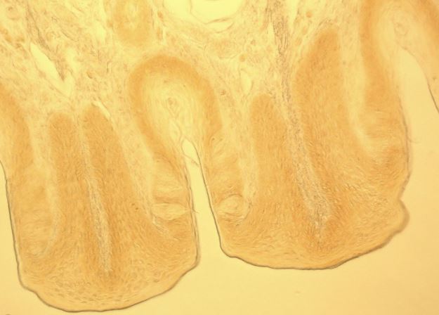 兔子味蕾斷面，明場顯微鏡