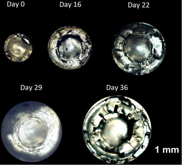 誰(shuí)說(shuō)魚(yú)的記憶只有7秒？它把一生珍藏在眼睛里。