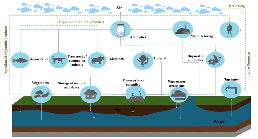 抗生素如何最終進(jìn)入我們的食物？