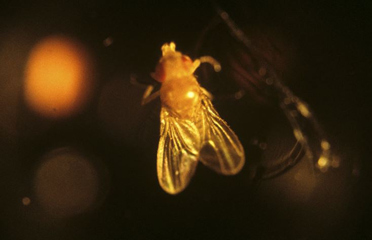 研究果蠅眼睛可找到對(duì)抗癌癥新方法 研究果蠅眼睛可找到對(duì)抗癌癥新方法