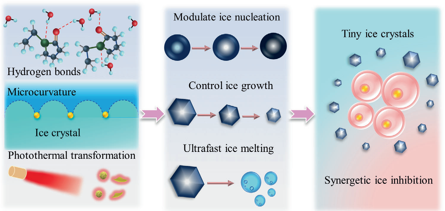基于氫鍵、吸附抑制以及光熱轉(zhuǎn)換效應(yīng)實(shí)現(xiàn)冰晶的協(xié)同抑制以提升活細(xì)胞深低溫冷凍保存效果