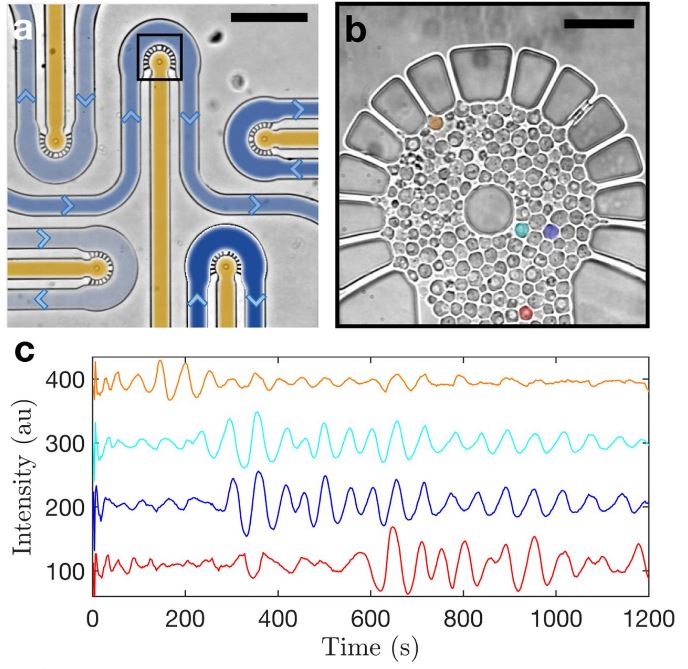 微流體裝置的設(shè)計(jì)和制造 微流體裝置的設(shè)計(jì)和制造