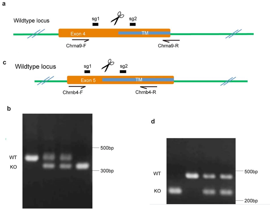 通過分析基因片段的DNA序列，PCR基因分型結(jié)果，完成AChR缺陷型小鼠的產(chǎn)生和乙酰膽堿類似物對乙酰膽堿結(jié)合的檢測。