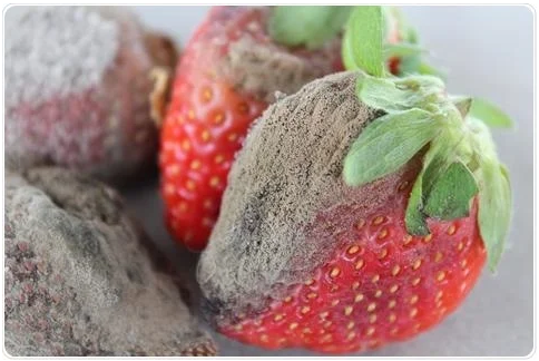 1615210584353516.png 33.png