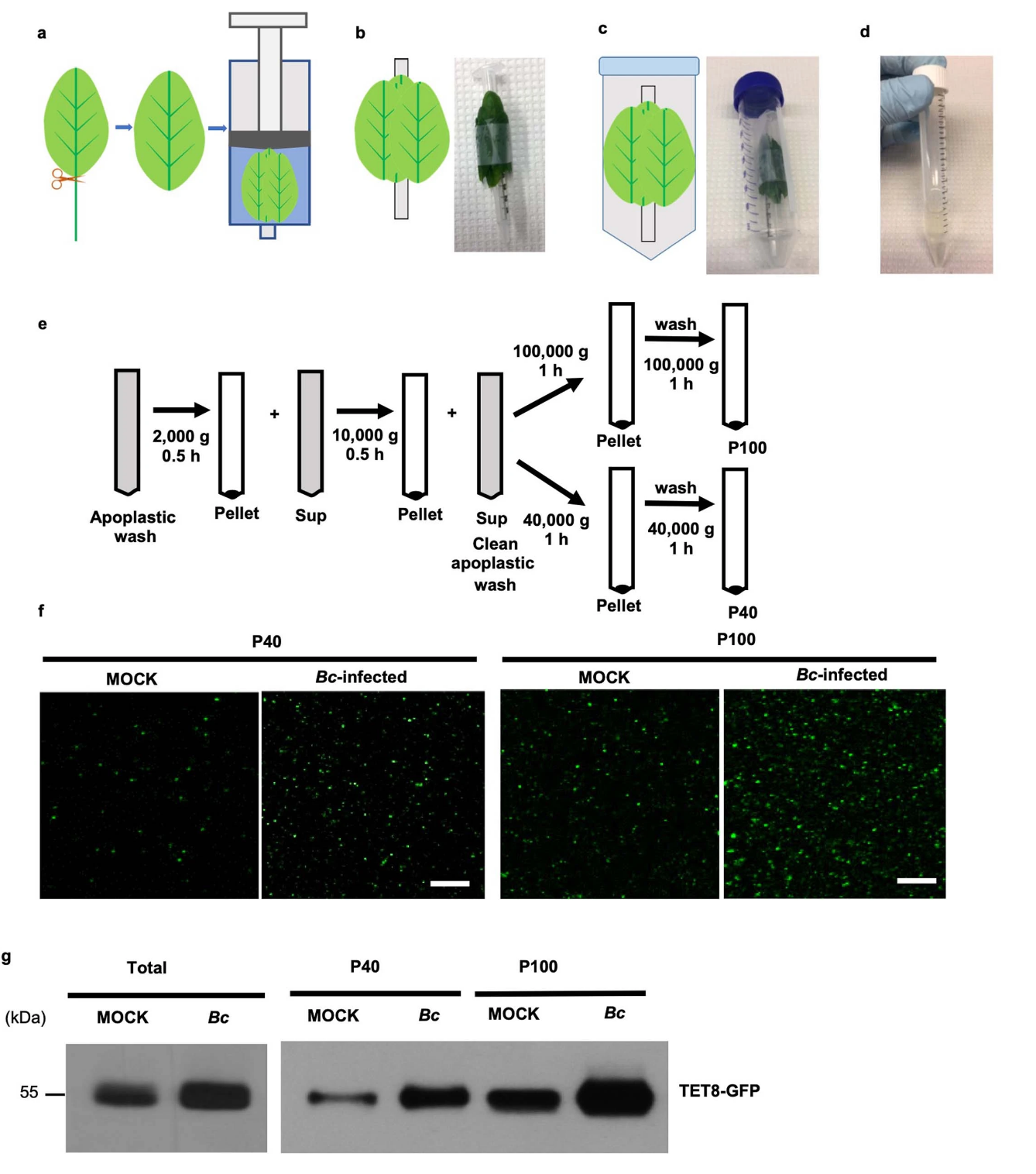 創(chuàng)建保護(hù)糧食作物的環(huán)保型殺菌劑的新方法 創(chuàng)建保護(hù)糧食作物的環(huán)保型殺菌劑的新方法