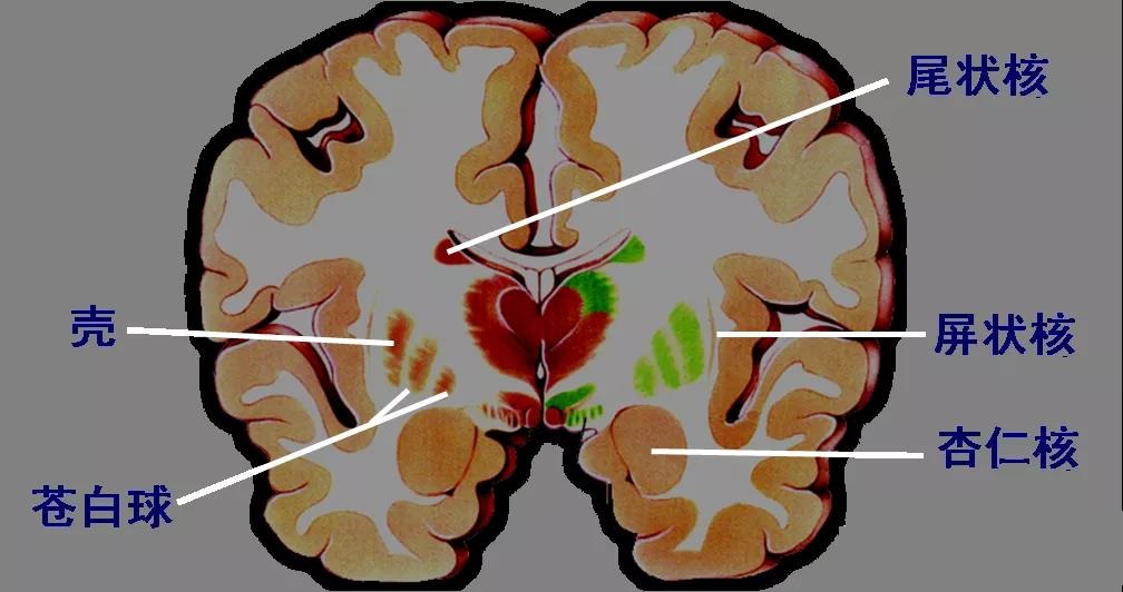 將杏仁核的堅持與現實世界的情感體驗和心理健康聯(lián)系起來 將杏仁核的堅持與現實世界的情感體驗和心理健康聯(lián)系起來