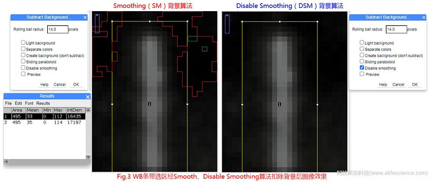 Fig 3 WB條帶選區(qū)經(jīng)Smooth、Disable Smoothing算法扣除背景后圖像效果.jpg