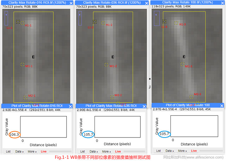 圖1-1 圖像旋轉(zhuǎn)前后WB條帶不同部位像素的強(qiáng)度值抽樣測(cè)試圖.jpg