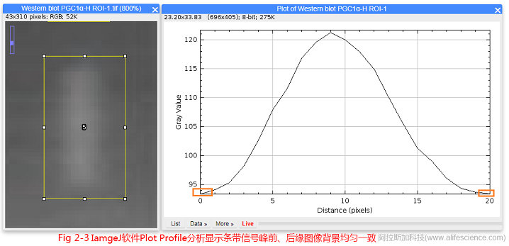 Fig.2-3 IamgeJ軟件Plot Profile分析顯示條帶信號(hào)峰前、后緣圖像背景均勻一致.jpg