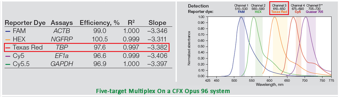 CFX Opus 96 實(shí)時(shí)熒光定量PCR儀5-target Multiplex檢測(cè)方案.jpg CFX Opus 96 實(shí)時(shí)熒光定量PCR儀5-target Multiplex檢測(cè)方案.jpg