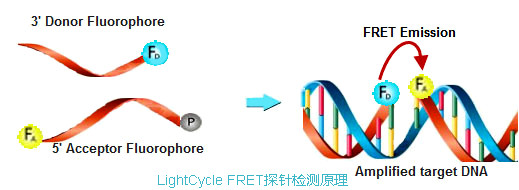 實(shí)時(shí)熒光定量PCR儀LightCycle FRET探針檢測(cè)原理.jpg 實(shí)時(shí)熒光定量PCR儀LightCycle FRET探針檢測(cè)原理.jpg