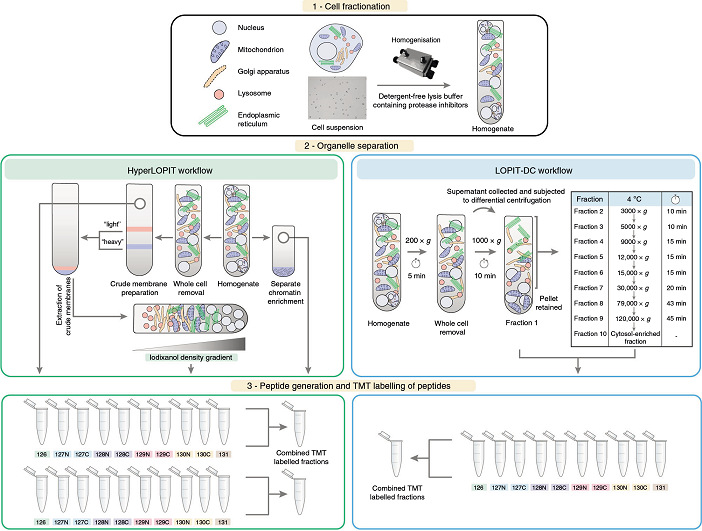 Beckman Optima XE-100 Optima XE-90超速離心機(jī)NVT 65近垂直轉(zhuǎn)頭應(yīng)用于LOPIT同位素標(biāo)記蛋白細(xì)胞器定位分析實(shí)驗(yàn).jpg Beckman Optima XE-100 Optima XE-90超速離心機(jī)NVT 65近垂直轉(zhuǎn)頭應(yīng)用于LOPIT同位素標(biāo)記蛋白細(xì)胞器定位分析實(shí)驗(yàn).jpg