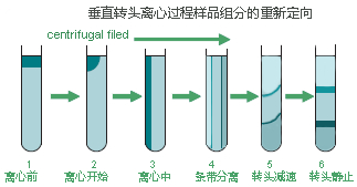  Optima XE-90超速離心機垂直轉頭密度梯度分離原理演示圖.jpg