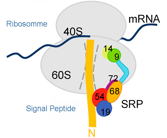 Beckman Optima XE-100 Optima XE-90超速離心機(jī)NVT 65近垂直轉(zhuǎn)頭用于微生物SPR復(fù)合物組裝機(jī)制研究.jpg Beckman Optima XE-100 Optima XE-90超速離心機(jī)NVT 65近垂直轉(zhuǎn)頭用于微生物SPR復(fù)合物組裝機(jī)制研究.jpg