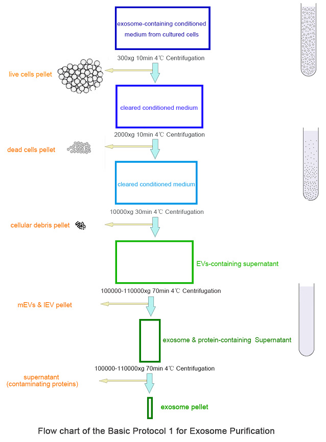 細(xì)胞培養(yǎng)基用Optima Max-XP臺(tái)式超速離心機(jī)進(jìn)行外泌體分離的基本操作流程.jpg 細(xì)胞培養(yǎng)基用Optima Max-XP臺(tái)式超速離心機(jī)進(jìn)行外泌體分離的基本操作流程.jpg