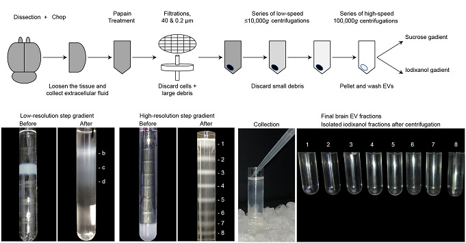 Optima MAX-XP臺式超速離心機用于腦組織EVs分離實驗流程圖.jpg Optima MAX-XP臺式超速離心機用于腦組織EVs分離實驗流程圖.jpg