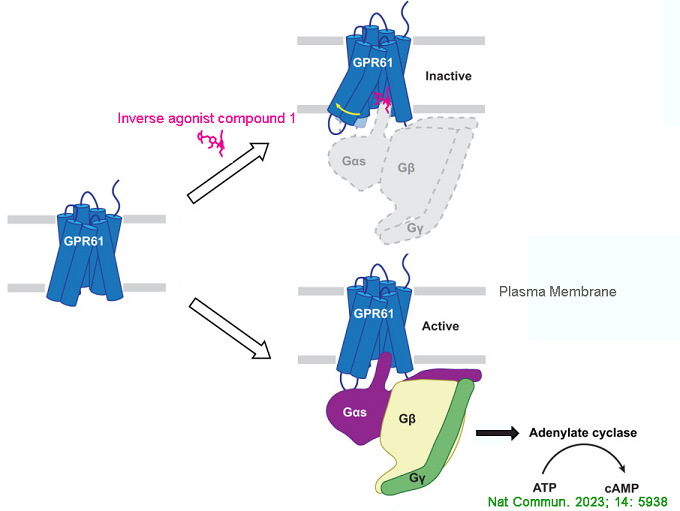 Beckman Optima Type 45Ti轉(zhuǎn)頭在孤兒受體提取中的應(yīng)用.jpg Beckman Optima Type 45Ti轉(zhuǎn)頭在孤兒受體提取中的應(yīng)用.jpg