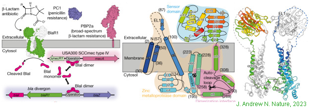 Beckman Optima超速離心機(jī)Type 45Ti轉(zhuǎn)頭應(yīng)用于金葡菌β-內(nèi)酰胺類藥物受體蛋白BlaR1的cryo-EM分析.png Beckman Optima超速離心機(jī)Type 45Ti轉(zhuǎn)頭應(yīng)用于金葡菌β-內(nèi)酰胺類藥物受體蛋白BlaR1的cryo-EM分析.png