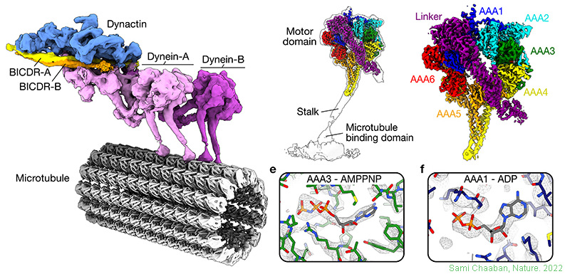 Beckman Optima超速離心機(jī)Type 45Ti轉(zhuǎn)頭應(yīng)用于腦動力蛋白激活蛋白dynactin分離.jpg Beckman Optima超速離心機(jī)Type 45Ti轉(zhuǎn)頭應(yīng)用于腦動力蛋白激活蛋白dynactin分離.jpg