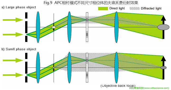 Nikon Eclipse TS2 FL_Eclipse Ti-E倒置顯微鏡APC相襯模式不同尺寸相位體的夫瑯禾費(fèi)衍射效果.jpg Nikon Eclipse TS2 FL_Eclipse Ti-E倒置顯微鏡APC相襯模式不同尺寸相位體的夫瑯禾費(fèi)衍射效果.jpg